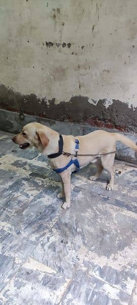 Labrador dog breed pure price 75000 thousand age 8 months 5