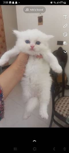 Pure White Persian Kitten