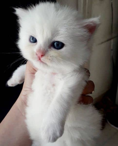 Pure White Persian Kitten 0