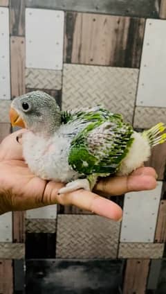 Parrot available