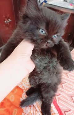 Chocolate brown Persian kitten