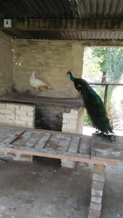 Peacock Pair For Sale