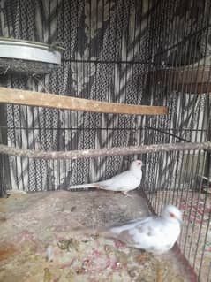 Red Pied Dove Pairs