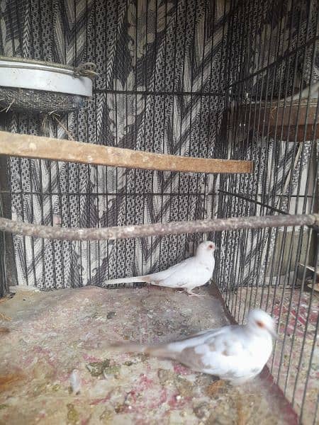 Red Pied Dove Pairs 0