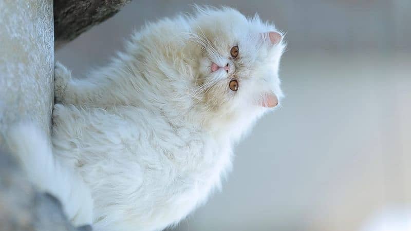 peke face Persian cat 1