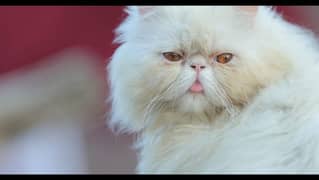 peke face Persian cat