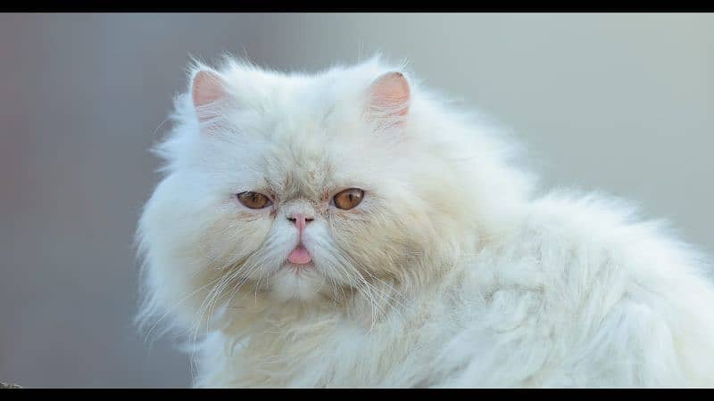 peke face Persian cat 3