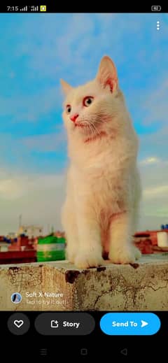 Persian pet