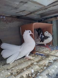 just i wanna sell this birds