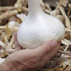 Organic G1 Narc Garlic- 50,000KG