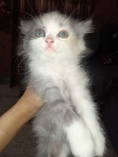 kitten available for sale