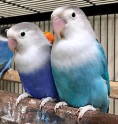 lovebird split ino blue and pastel fisheries breeder pairs for sale