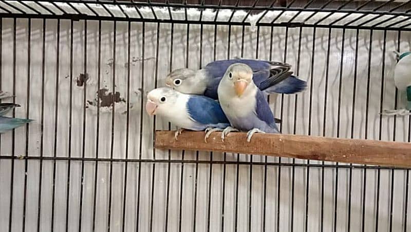 lovebird split ino blue and pastel fisheries breeder pairs for sale 1
