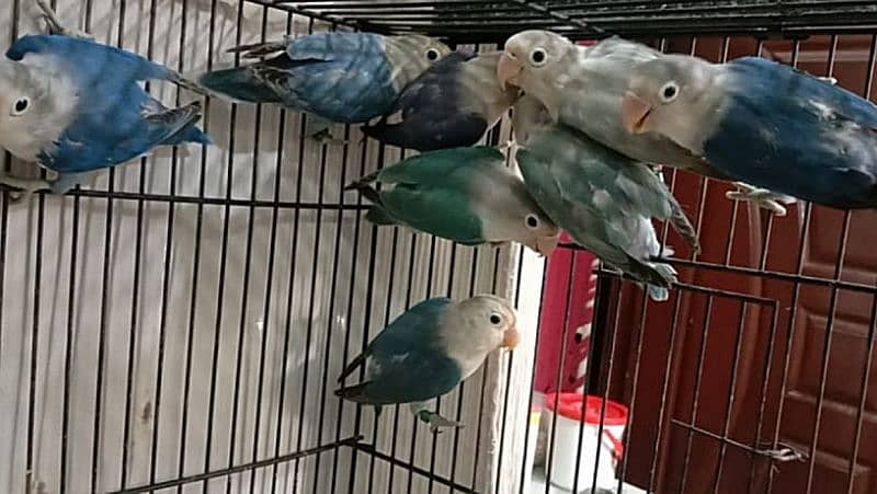 lovebird split ino blue and pastel fisheries breeder pairs for sale 2