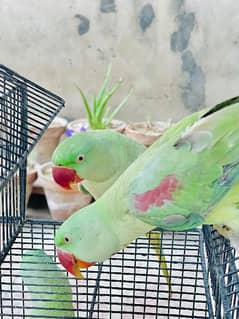 Raw baby parrot age 1 year full hand Tame