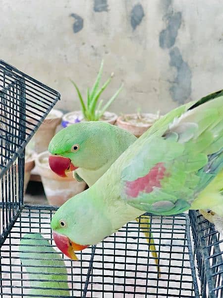 Raw baby parrot age 1 year full hand Tame 0