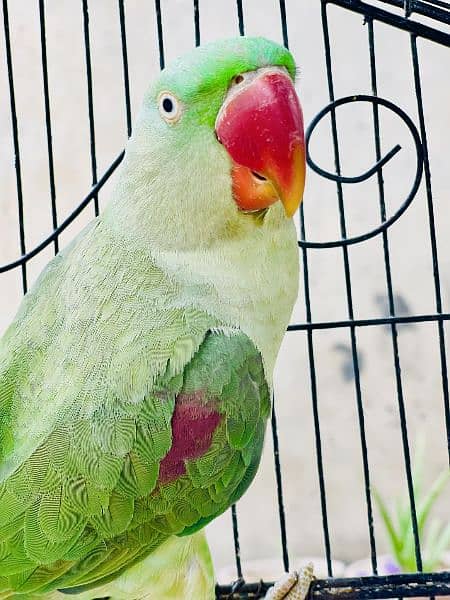 Raw baby parrot age 1 year full hand Tame 2
