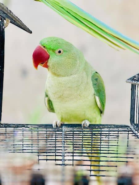Raw baby parrot age 1 year full hand Tame 3