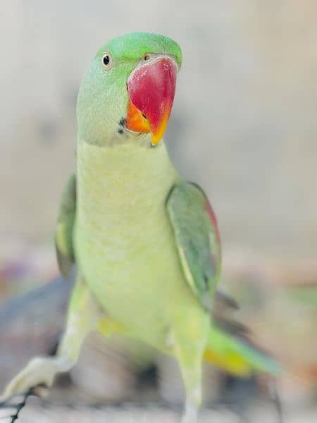 Raw baby parrot age 1 year full hand Tame 4