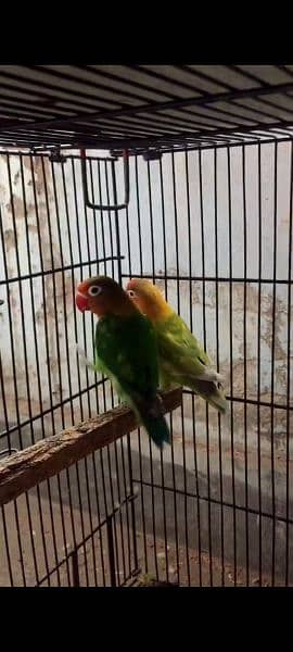 love birds breeder pairs 1