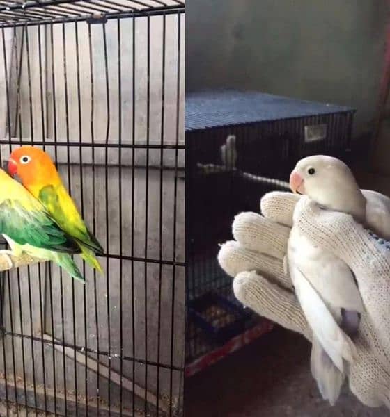 love birds breeder pairs 3