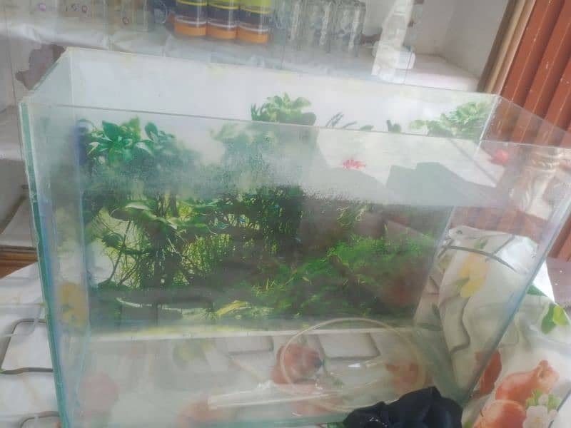 1 aqaurium and double nozel airpunmp for sale 0