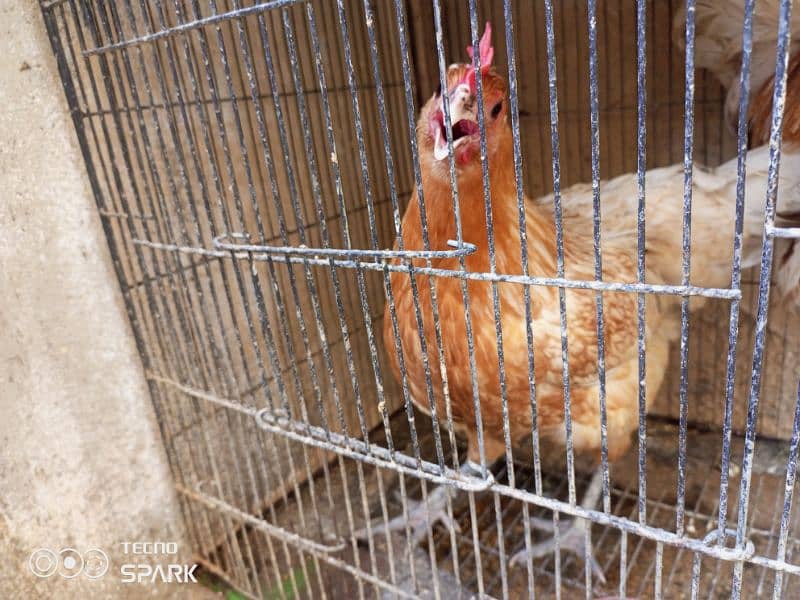 24,000   (Two Hens for Sale and 3 desi murghi) 2