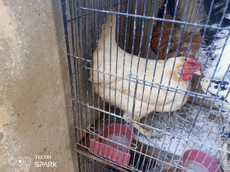 24,000   (Two Hens for Sale and 3 desi murghi) 4