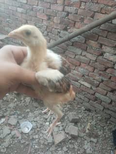 high quality aseel chicks for sale
