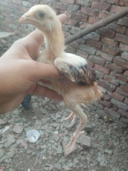 high quality aseel chicks for sale 1
