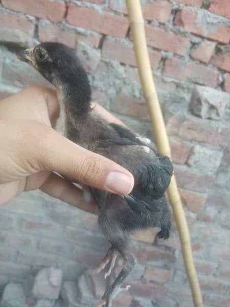 high quality aseel chicks for sale 2