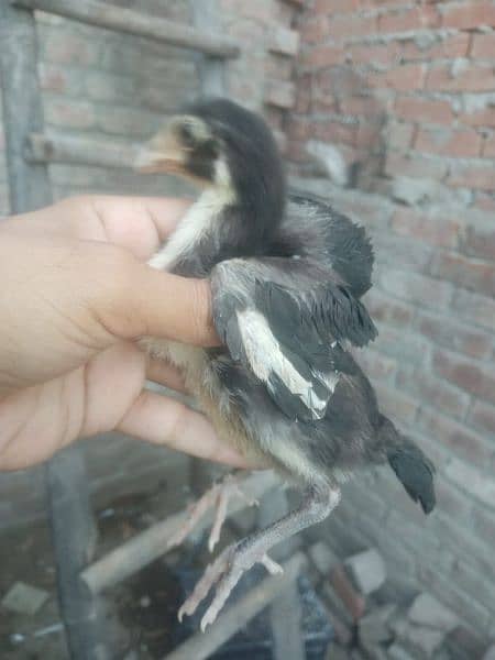 high quality aseel chicks for sale 5