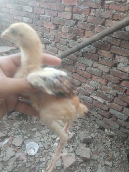 high quality aseel chicks for sale 6