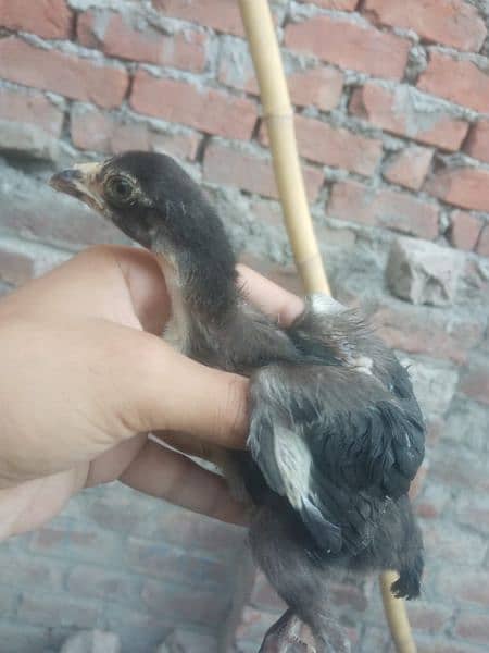 high quality aseel chicks for sale 7