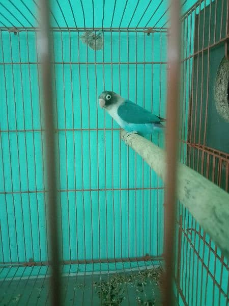 love birds breeder pairs and pathy for sale 2