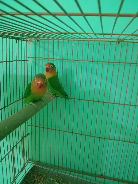 love birds breeder pairs and pathy for sale 3