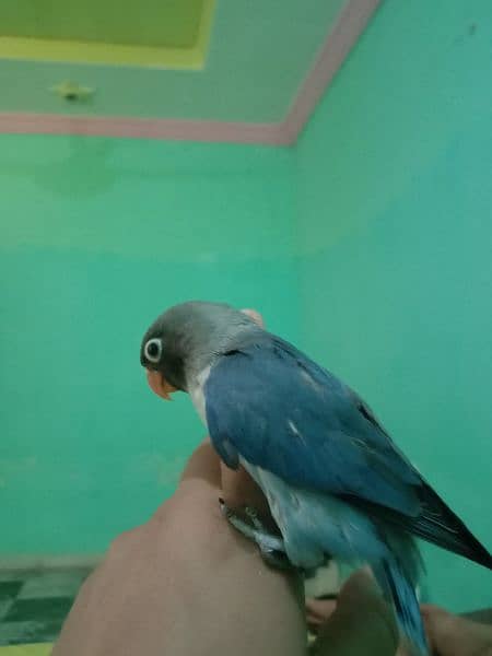 love birds breeder pairs and pathy for sale 4