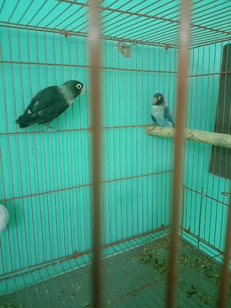 love birds breeder pairs and pathy for sale 5