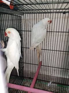 white pure red eyes male and red eye female