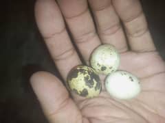 frtail btair eggs