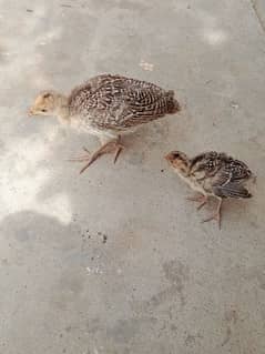 Turkey bird chicks