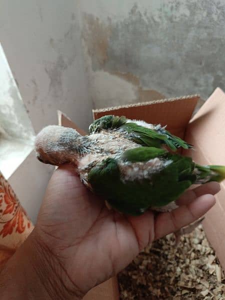 Kashmiri Raw baby parrot 1