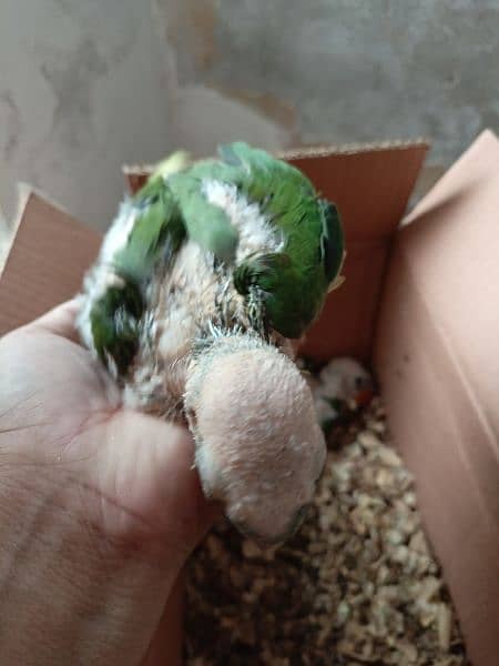 Kashmiri Raw baby parrot 3
