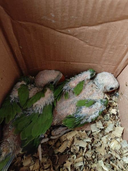 Kashmiri Raw baby parrot 5
