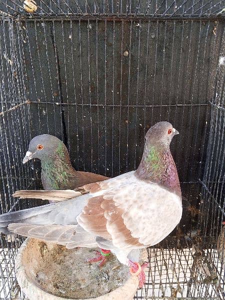 Pigeons Eggs Laying Pairs For Sell 4