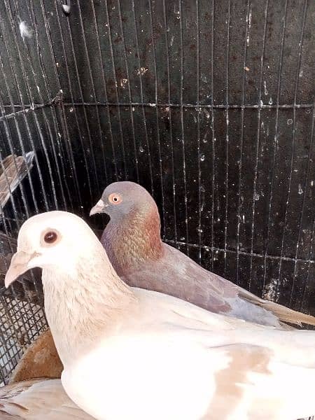 Pigeons Eggs Laying Pairs For Sell 5