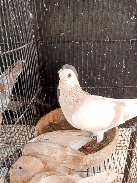 Pigeons Eggs Laying Pairs For Sell 6