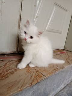 persian cat odd eyes
