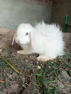 fancy male rabbit