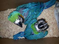 blue macaw parrot checks for sale age 4 month